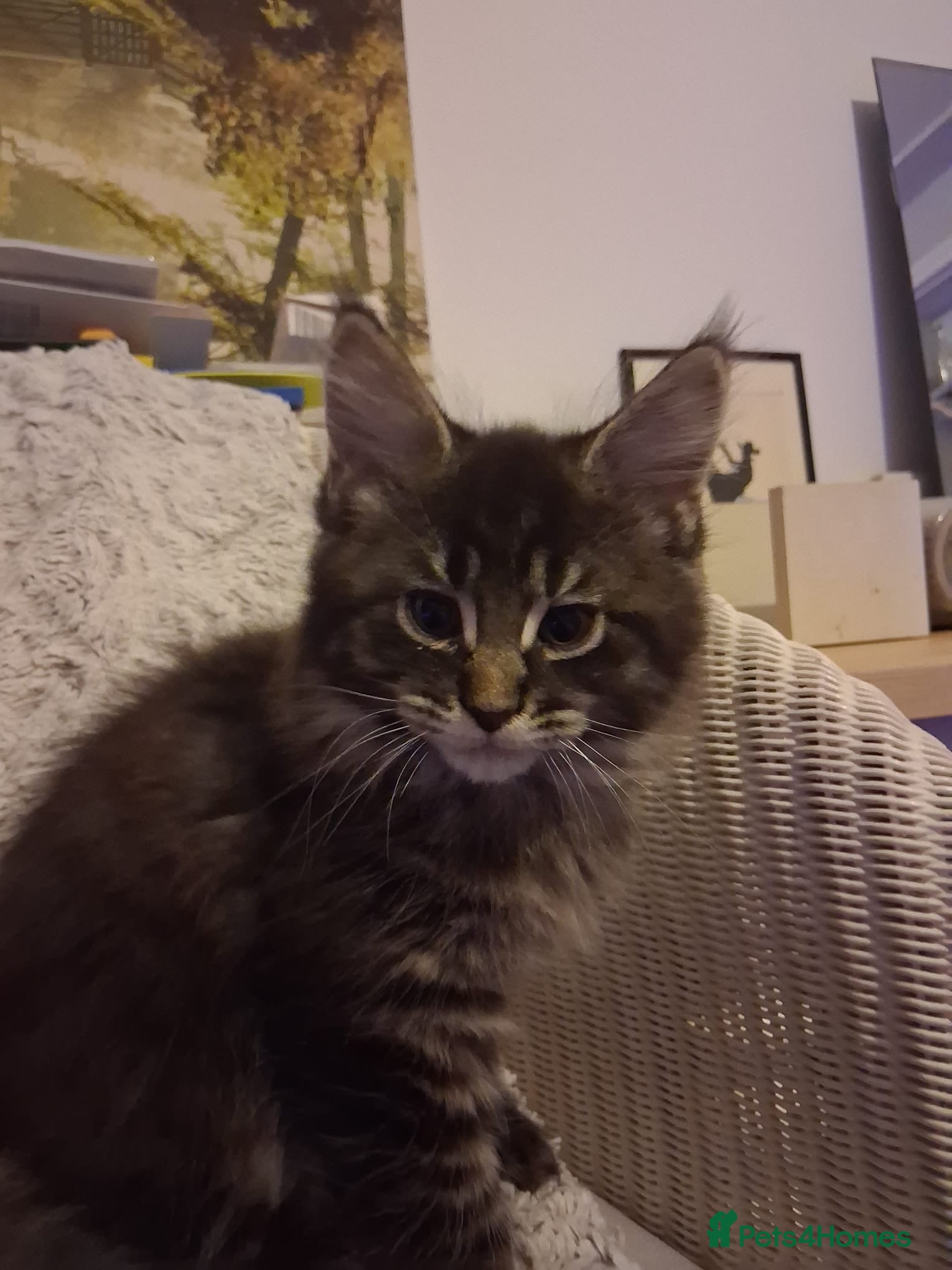 Maine Coon cats Beautiful Maine coon kittens 🤍🖤 - Advert 1