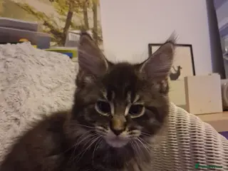 Maine Coon cats Beautiful Maine coon kittens 🤍🖤 - Advert 11