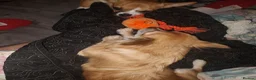 Chihuahua dogs for sale: Peanut and Lil Bear  - Advert 7