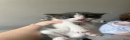 Mixed Breed cats for sale: 5 Gorgeous Kittens~Ready to be reserved  - Advert 5