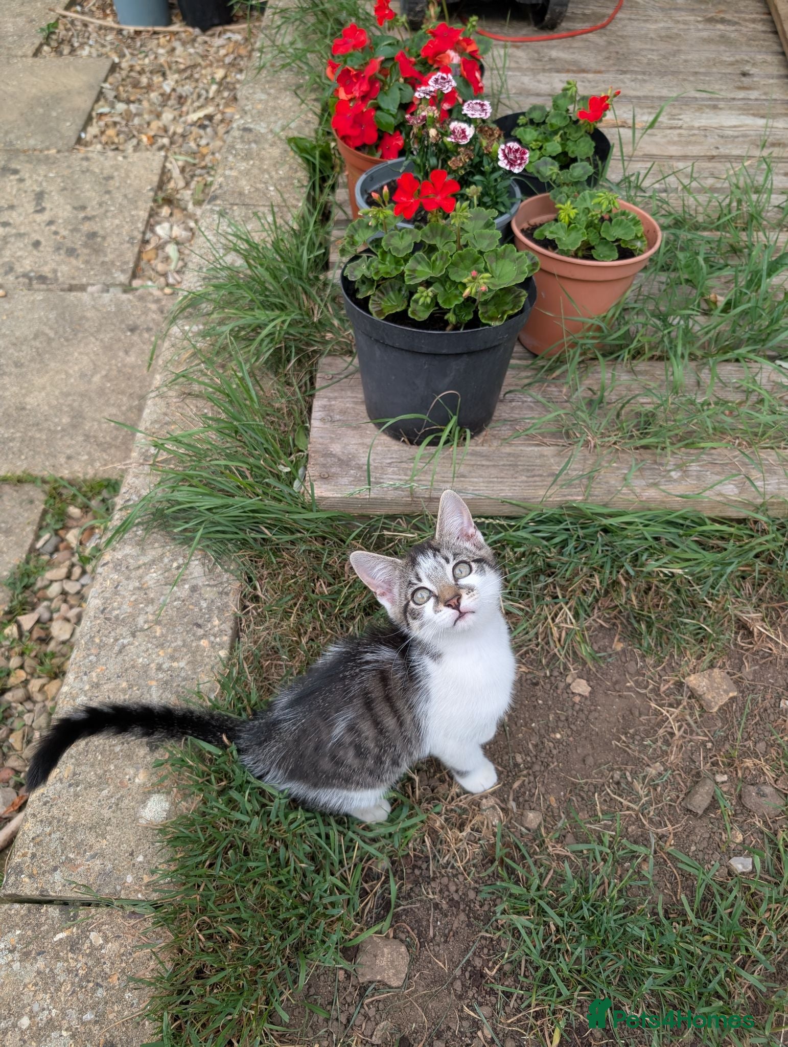 Mixed Breed cats Last super friendly kitten left - Advert 2