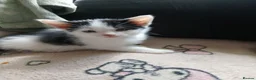 Mixed Breed cats for sale: Beautiful adorable little kitten - Advert 17