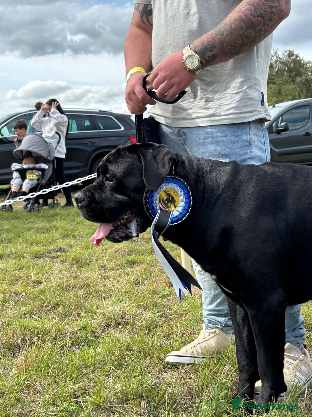 Cane Corso dogs for stud: Thor health tested proven Cane Corso for stud !!! in Cleethorpes - Image 13