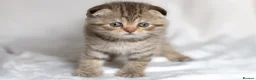 Scottish Fold cats for sale: Gucci – Female Scottish Fold Kitten 🩷 - Advert 6