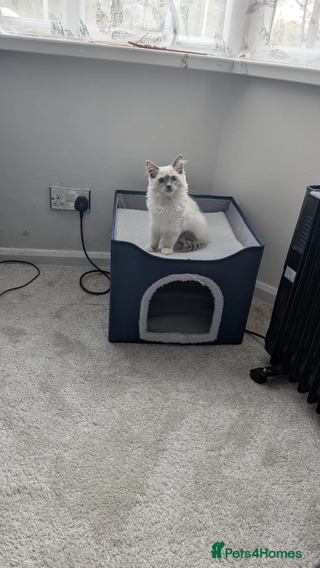 Ragdoll cats for sale: Female ragdoll kitten 12 weeks old  - Advert 2