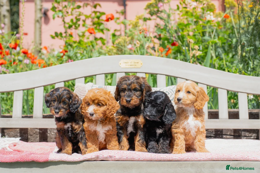 Miniature Poodle dogs for stud: KC Agouti Phantom Miniature Poodle for Stud in Bury Saint Edmunds - Advert 10