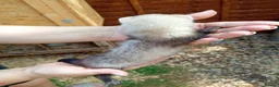 Ferret rodents for sale: Ferret hob kits in Hereford - Advert 7