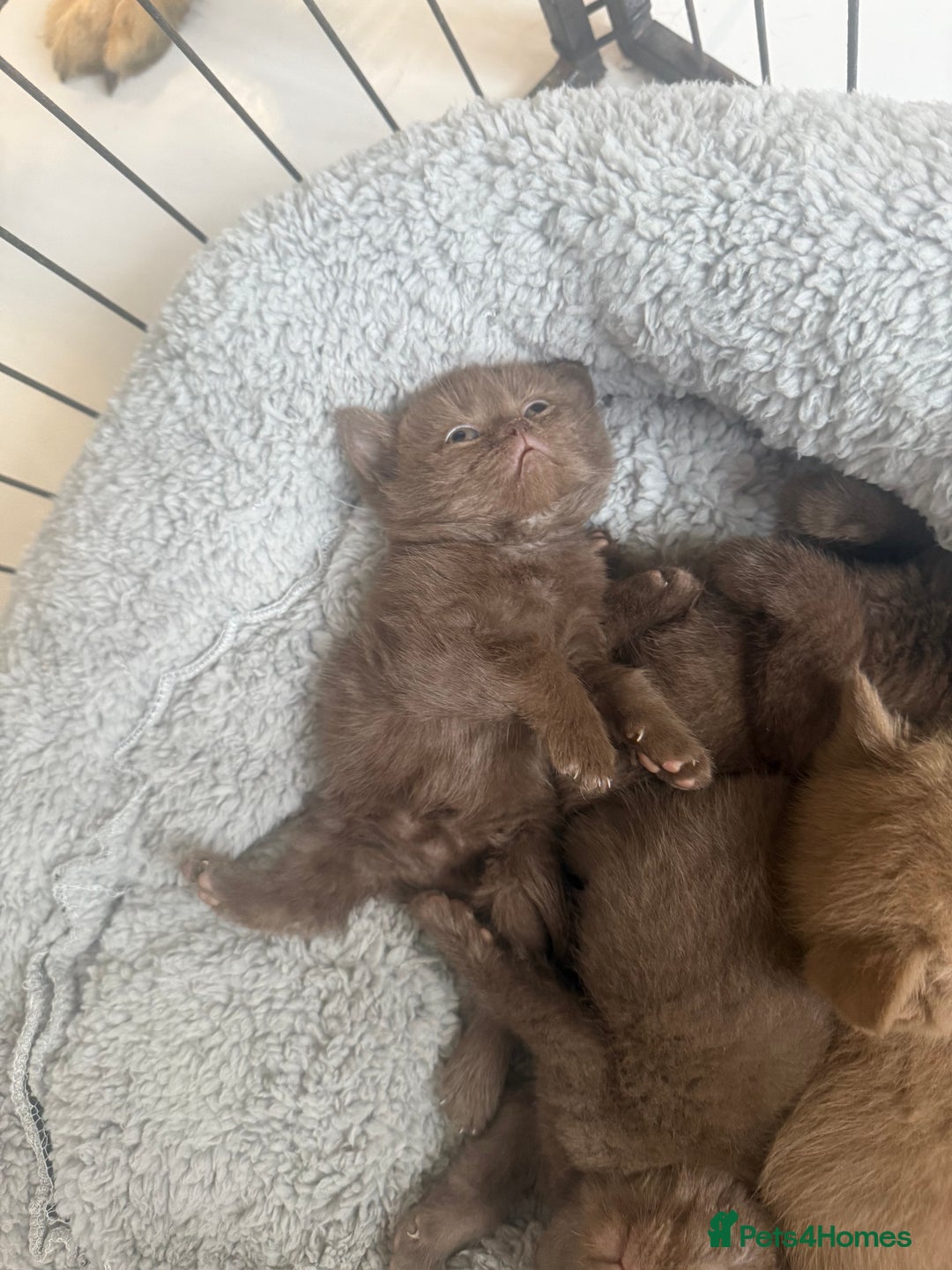 British Shorthair cats for sale: British shorthair kittens  - Image 23
