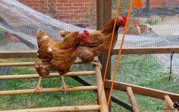 Chickens poultry for sale: Shaver brown chickens - Image 9