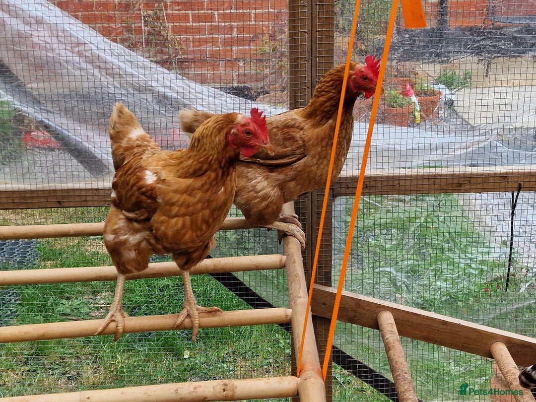 Chickens poultry for sale: Shaver brown chickens - Image 9