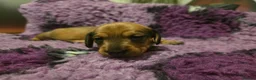 Miniature Dachshund dogs for sale: 2 shaded red girls left KC mini Dacshunds - Advert 9