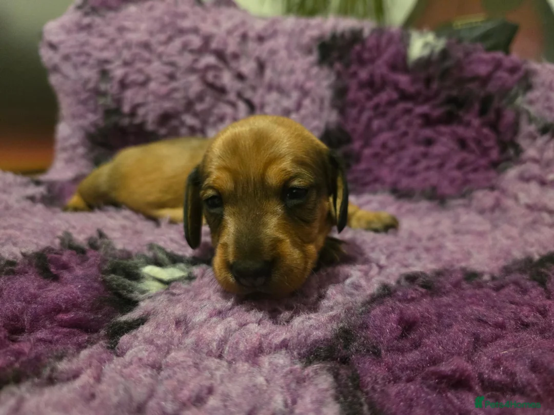 Miniature Dachshund dogs for sale: 2 shaded red girls left KC mini Dacshunds - Advert 9