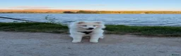 Samoyed dogs for sale: Samoyed in Rochdale - Advert 3