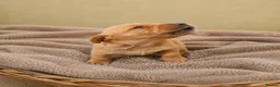 Labrador Retriever dogs for sale: Red/ Dark yellow Labrador retriever Puppies  - Advert 10
