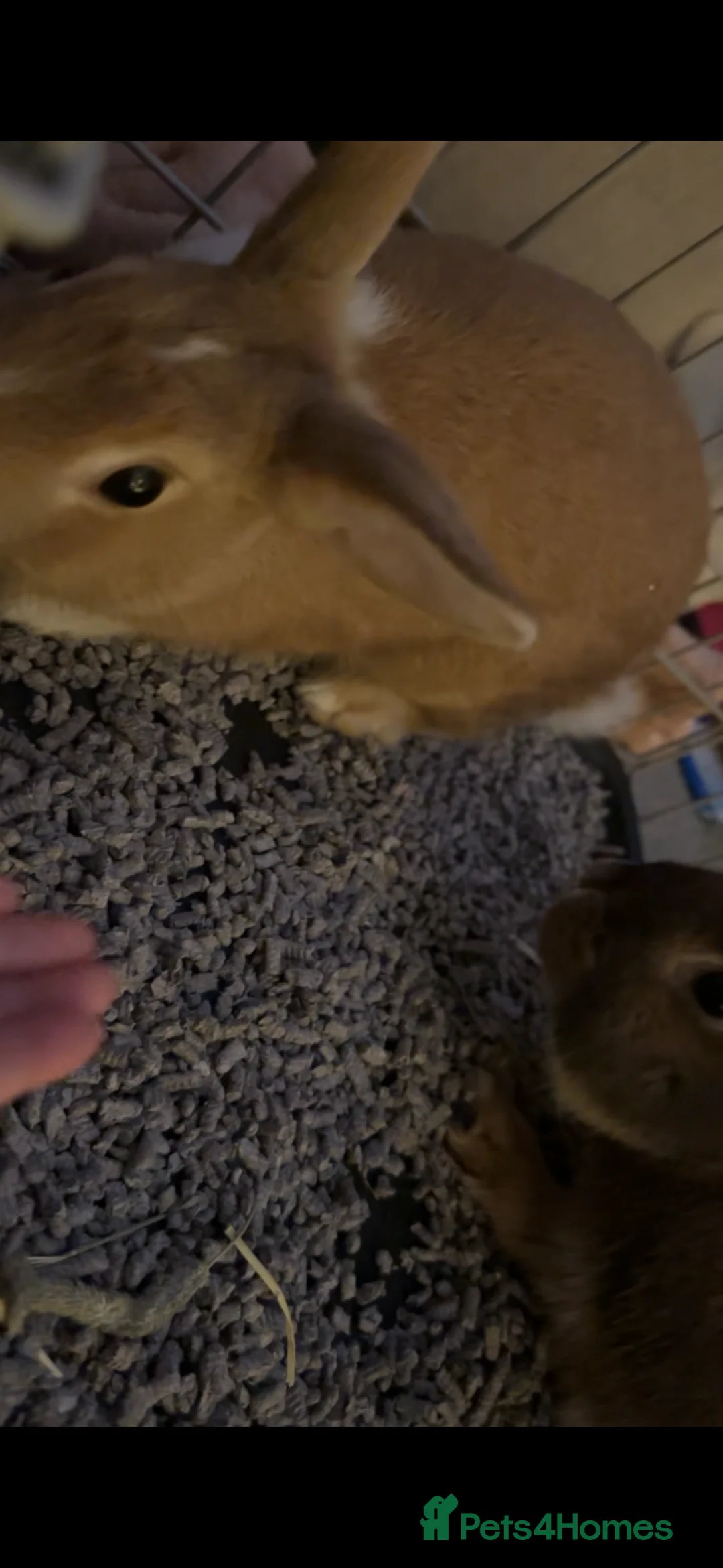 Mixed Breed rabbits for sale: dutch x english spot - Advert 3