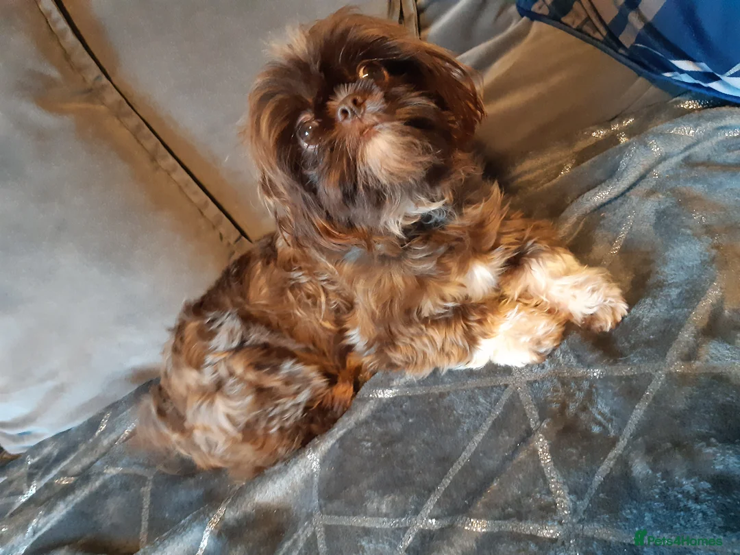 Shih Tzu dogs for stud:  imperial studs both proven  in Bolton - Advert 14