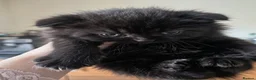 Scottish Fold cats for sale: Scottish fold kittens 6 wks old - Advert 4