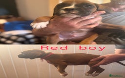 Boxer dogs for sale: Boxer puppies - Image 7
