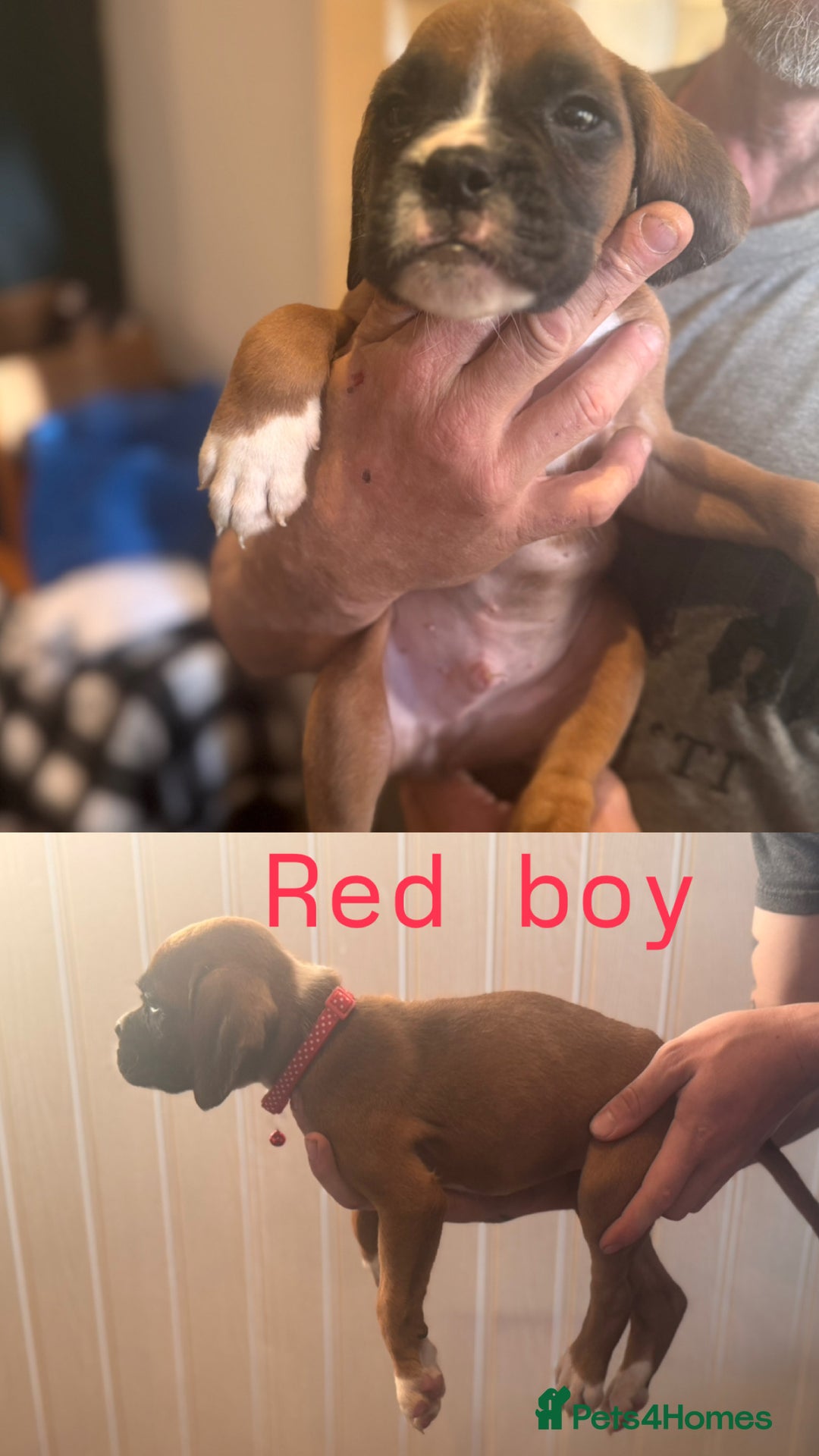Boxer dogs for sale: Boxer puppies - Image 7