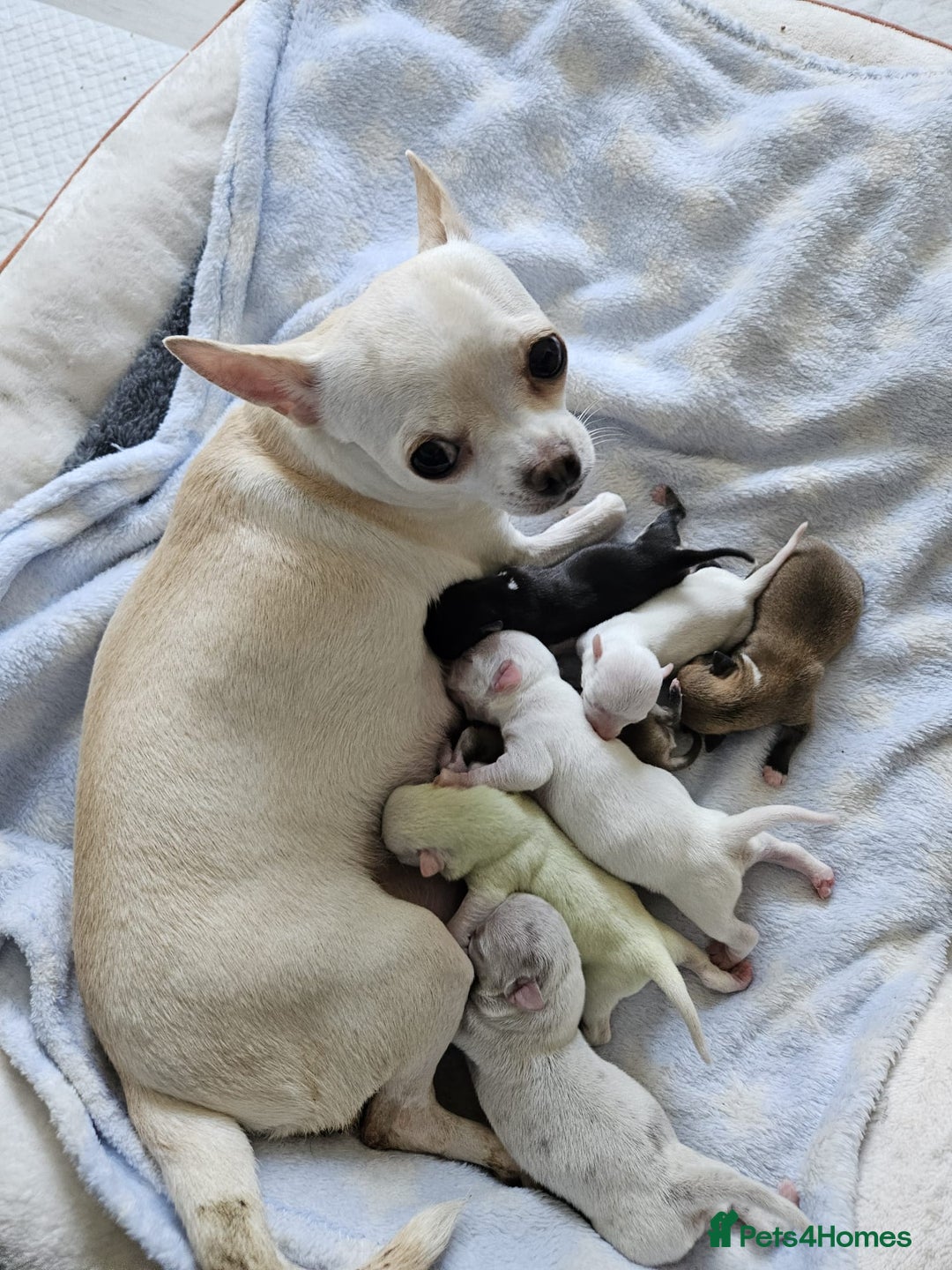 Chihuahua dogs for sale: Chihuahua puppies for sale - Advert 16