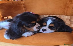 Cavalier King Charles Spaniel dogs for sale: Cavalier king Charles puppy  - Image 3