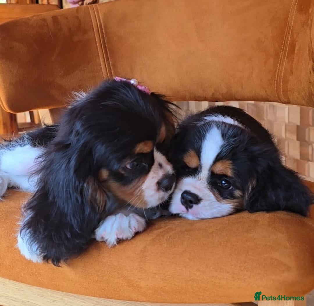 Cavalier King Charles Spaniel dogs for sale: Cavalier king Charles puppy  - Image 3