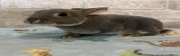 Rex rabbits for sale: Mini Rex  - Advert 5