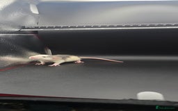 Mouse rodents for sale: Mouse / Rats for same  - Image 12