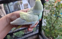 Budgerigars birds for sale: 3x baby budgie reseve only til 13th oct. From £45 - Image 4