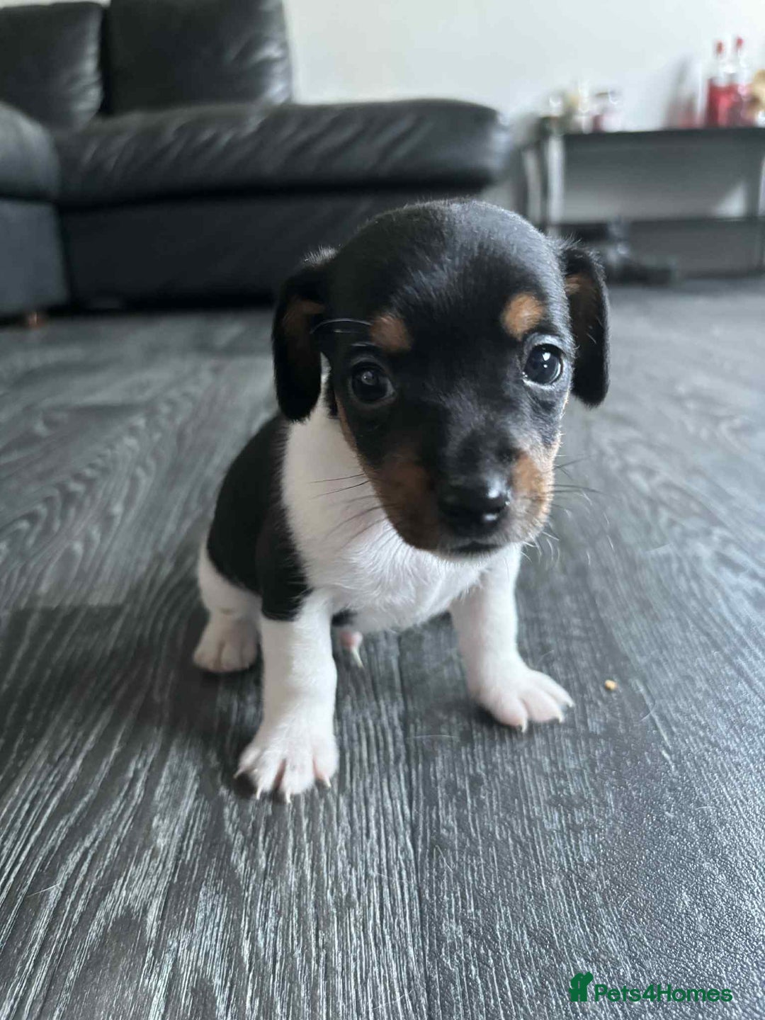 Jack Russell dogs for sale: Beautiful litter of Jack Russell pups - Image 10