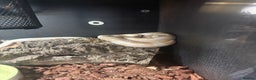 Corn Snake reptiles for sale: Snow Corn snake  - Advert 4