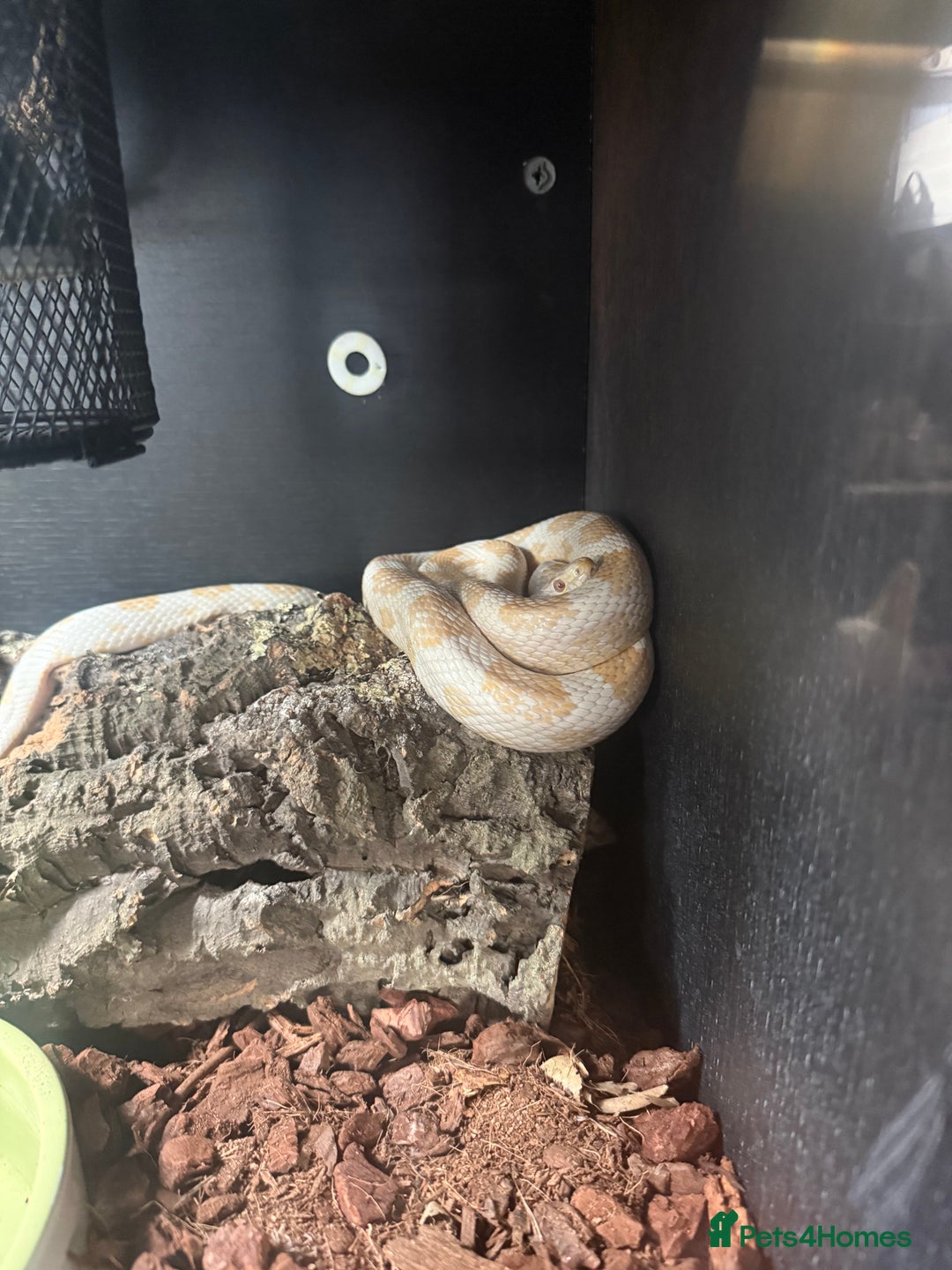 Corn Snake reptiles for sale: Snow Corn snake  - Advert 4
