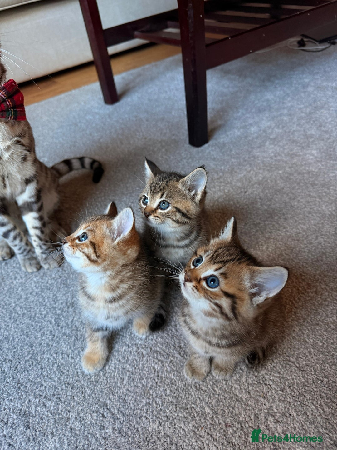 Mixed Breed cats for sale: Beautiful Ragdoll Bengal Cross Kittens - Advert 16