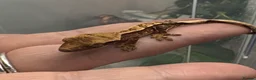 Gecko reptiles for sale: Crested Geckos - Advert 2