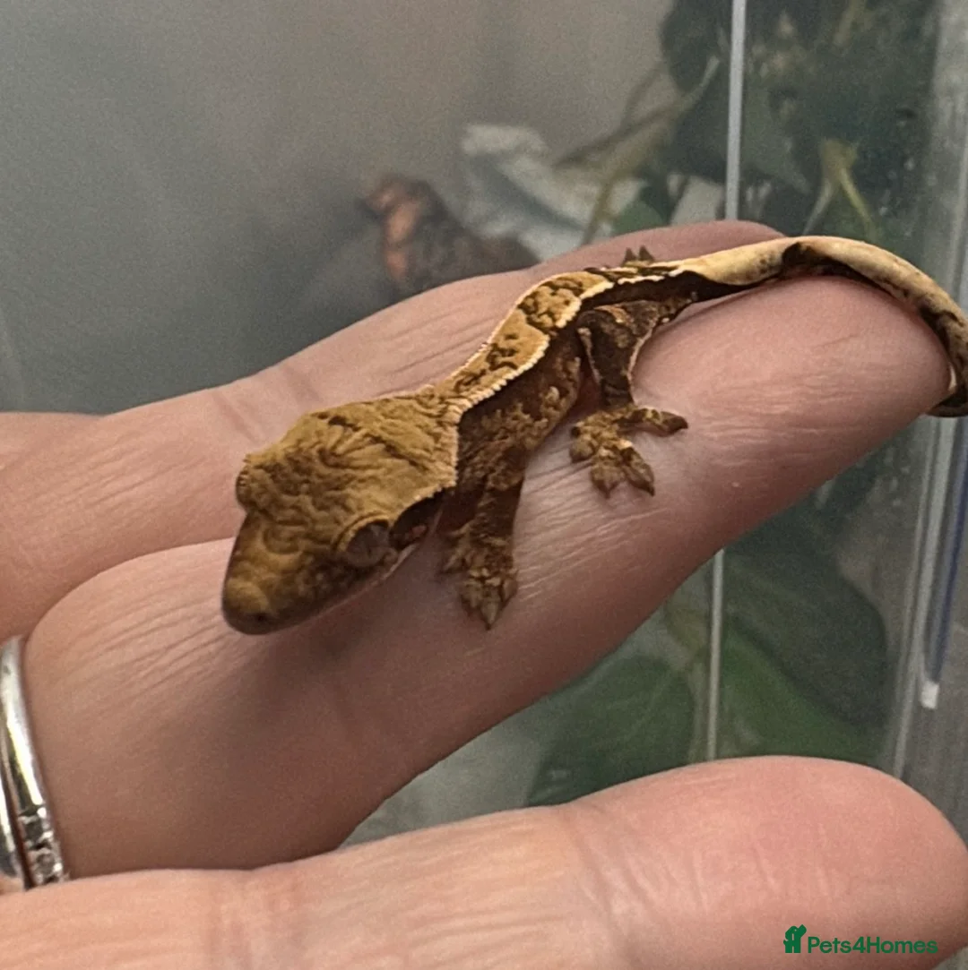 Gecko reptiles for sale: Crested Geckos - Advert 2