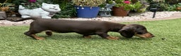 Miniature Dachshund dogs for sale: 2 Smooth Haired Minatare Dachshund Puppy Girls - Advert 8