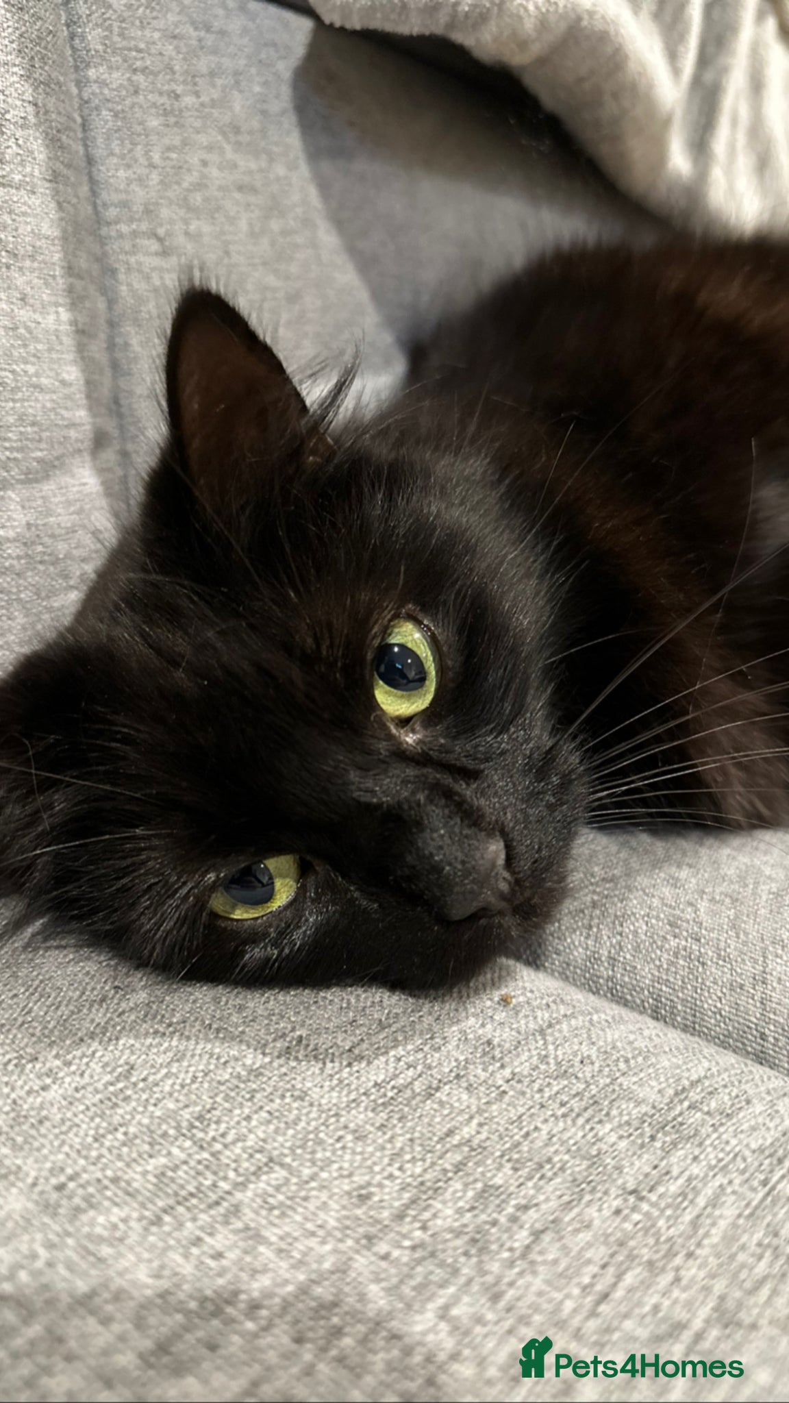 Mixed Breed cats Bonded Sisters Looking for a Loving Home - Advert 2