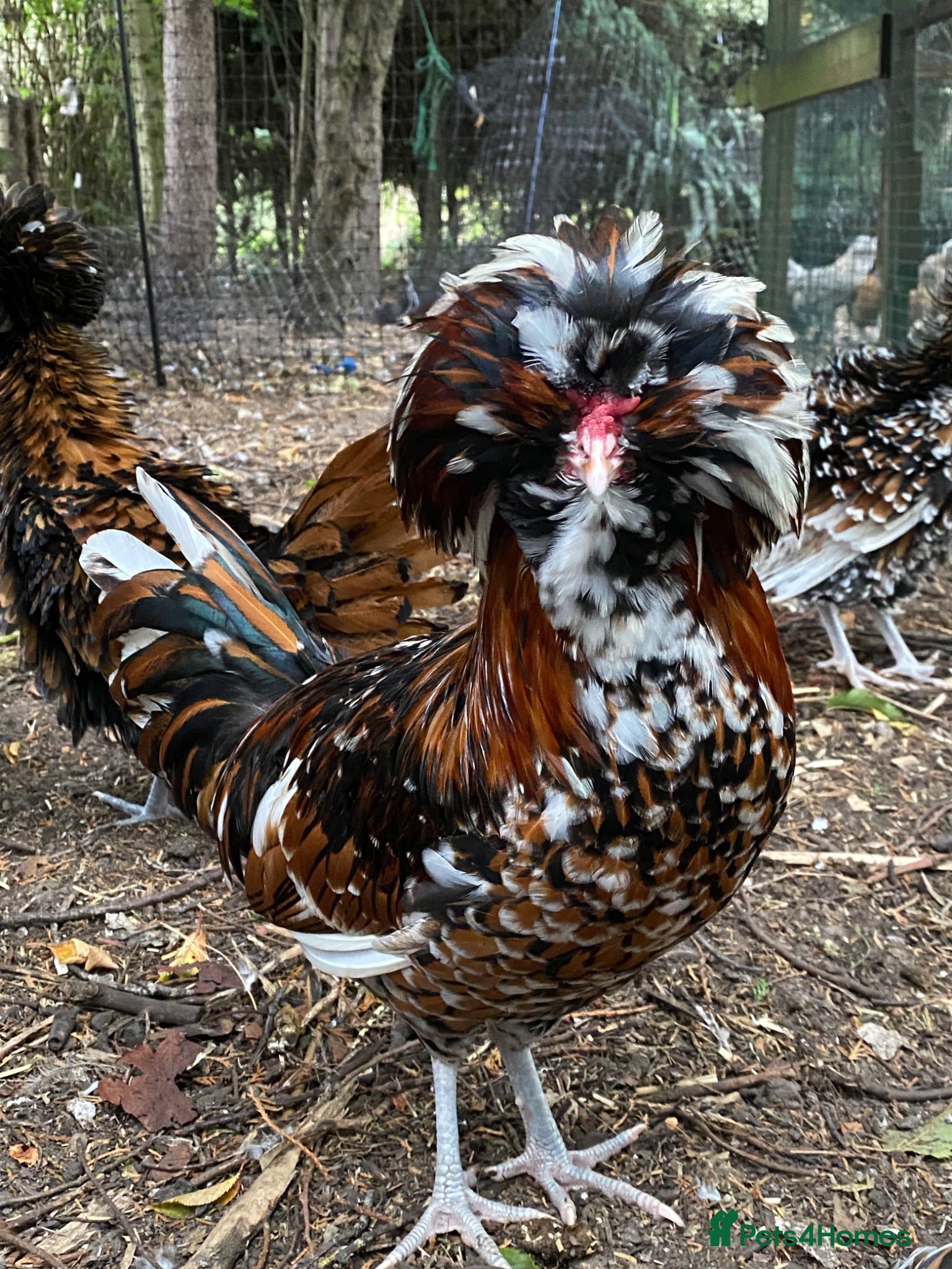 Chickens poultry Tolbunt Polish Cockerel  - Advert 13