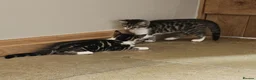 Mixed Breed cats for sale: 2 x Beautiful Kittens (boy & girl) - Advert 5