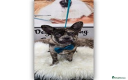 Mixed Breed dogs for sale: Draco 11 month old 3/4 Frenchie 1/4 toy poodle. - Image 2