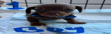 Dachshund 1