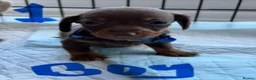 Dachshund dogs for sale: Dachshunds - Advert 8