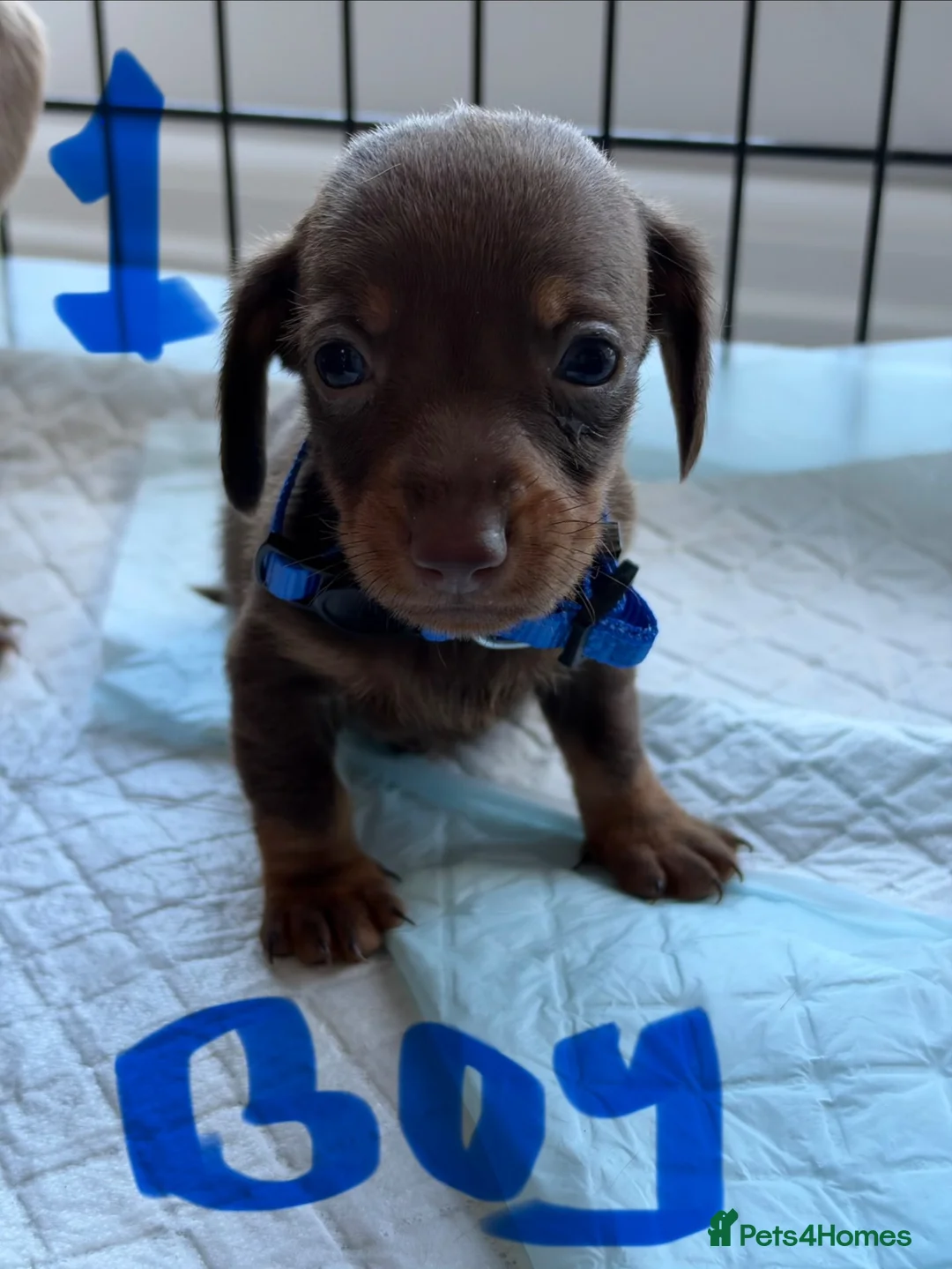 Dachshund dogs for sale: Dachshunds - Advert 8