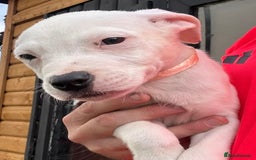 Mixed Breed dogs for sale: Pinky is a gorgeous Ambull x girl  - Image 6