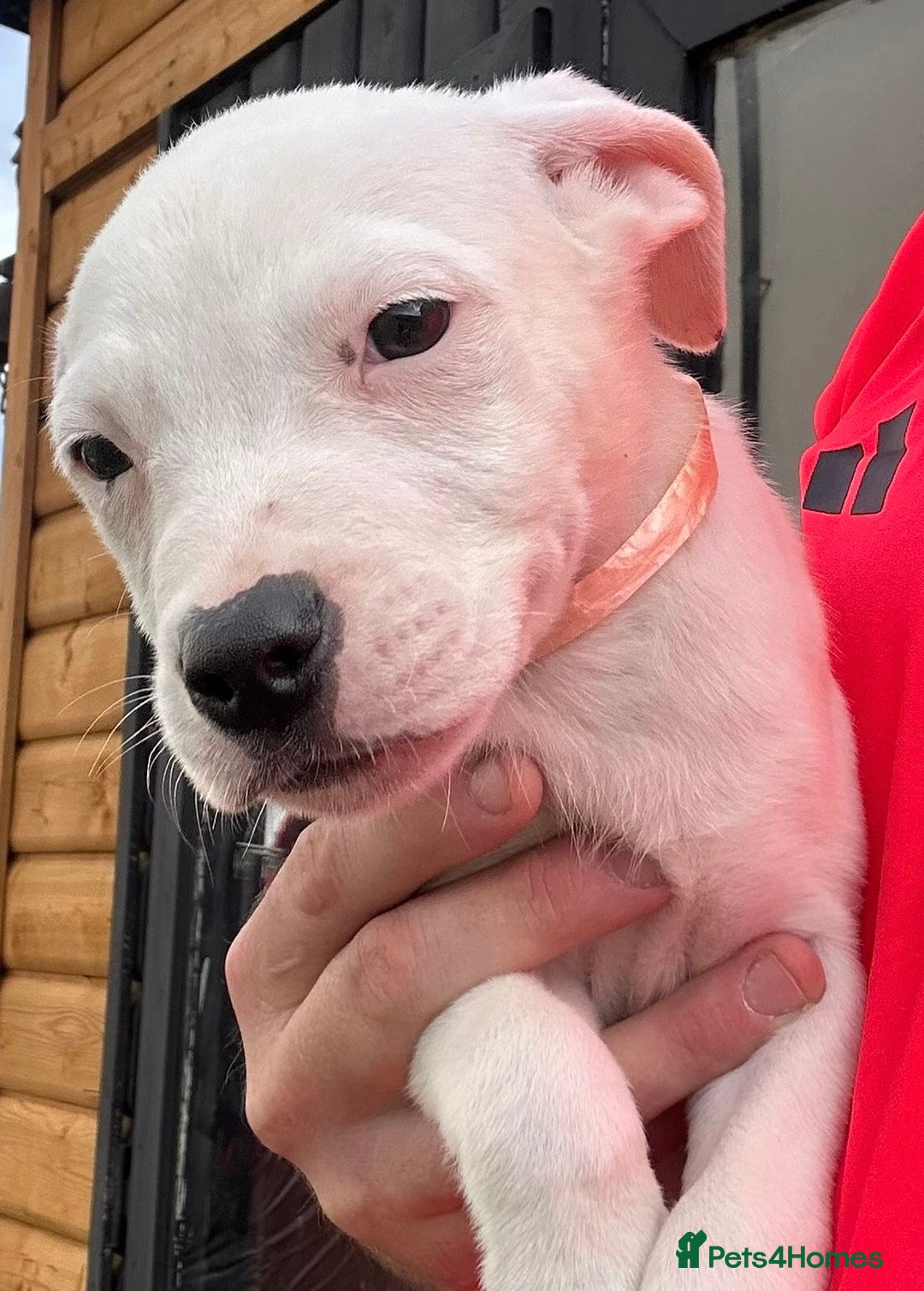 Mixed Breed dogs for sale: Pinky is a gorgeous Ambull x girl  - Image 6