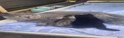 British Shorthair cats for sale: Pedigree British shorthair kittens for sale  - Advert 9