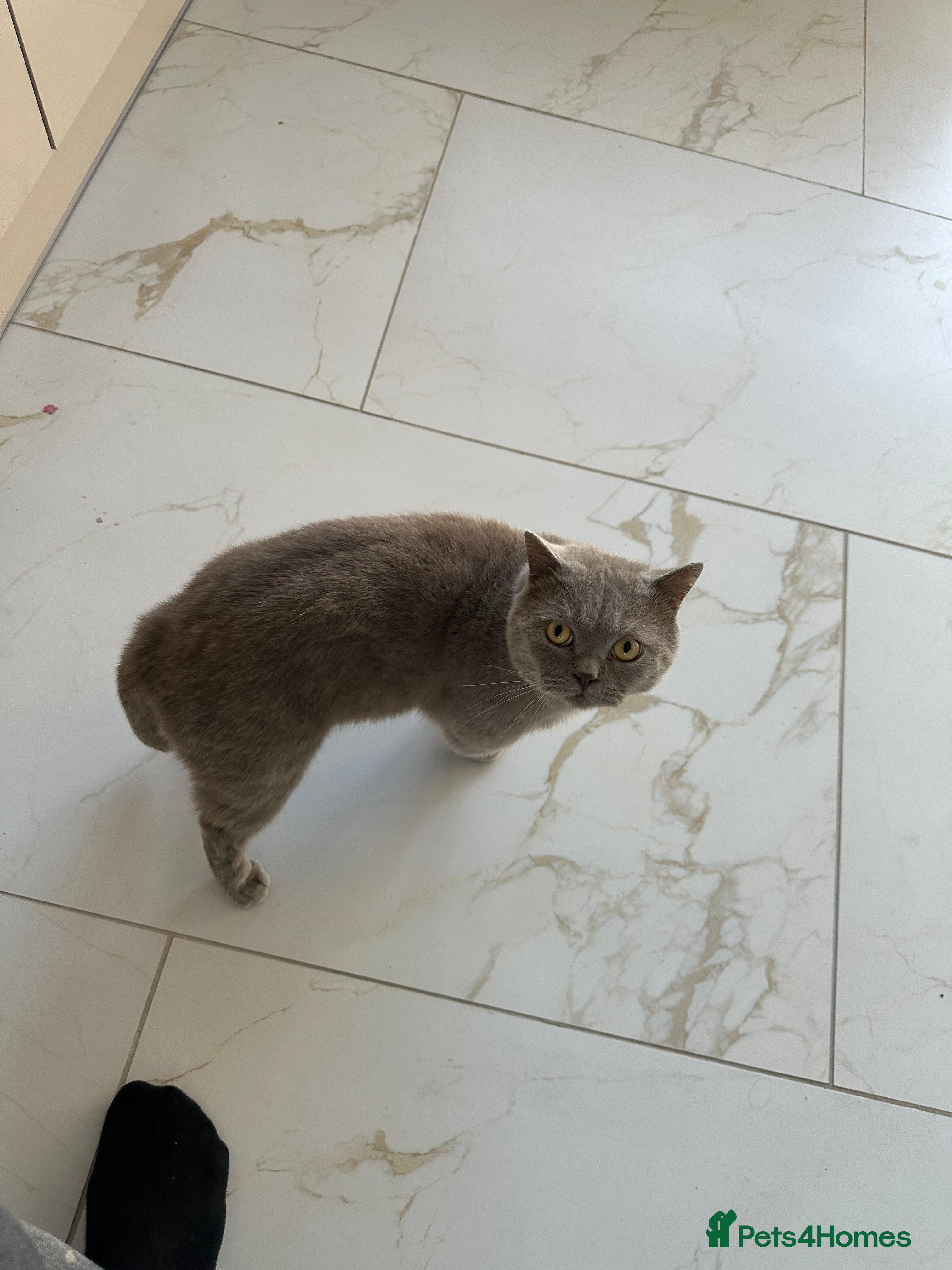 British Shorthair cats 3 year old british short hair, male - Advert 1