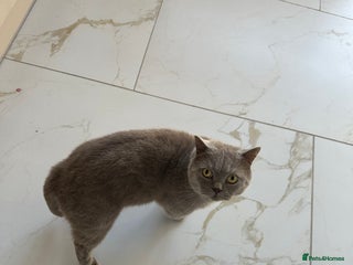 British Shorthair cats 3 year old british short hair, male - Advert 1