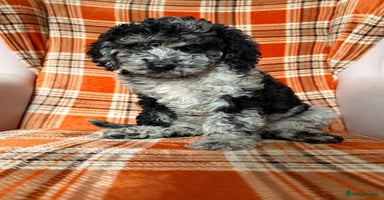 Labradoodle dogs in Harlow - Advert 6