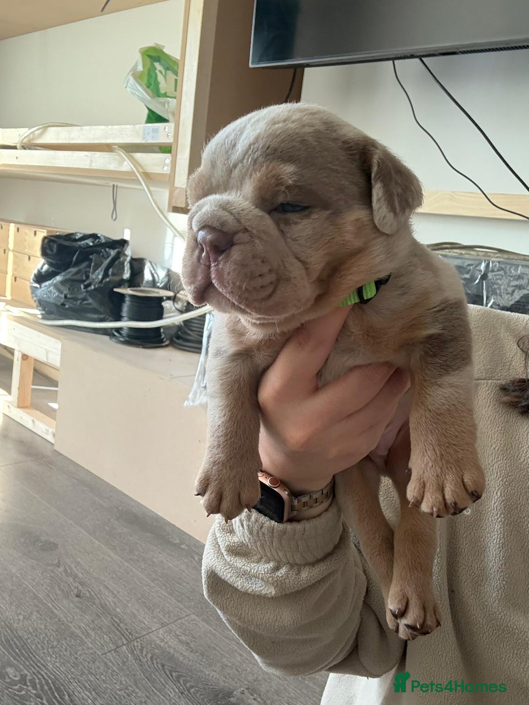 English Bulldog dogs for sale: Bulldog Puppies Champion bloodlines - Advert 5